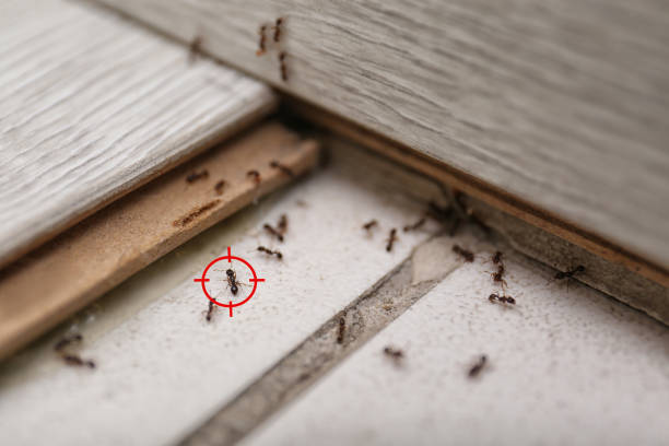 Best Pest Control for Homes  in Tell City, IN