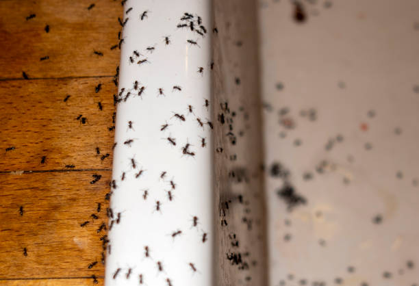 Best Pest Prevention Services  in Tell City, IN